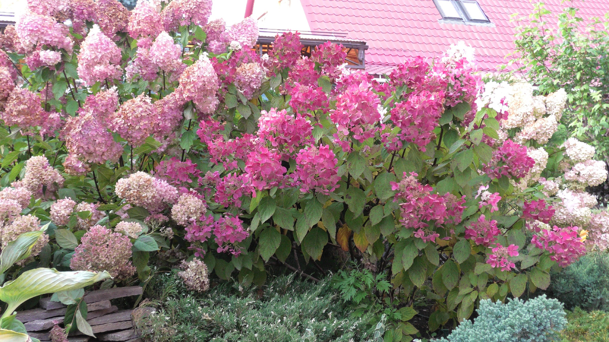 На фото вошли три разных сорта