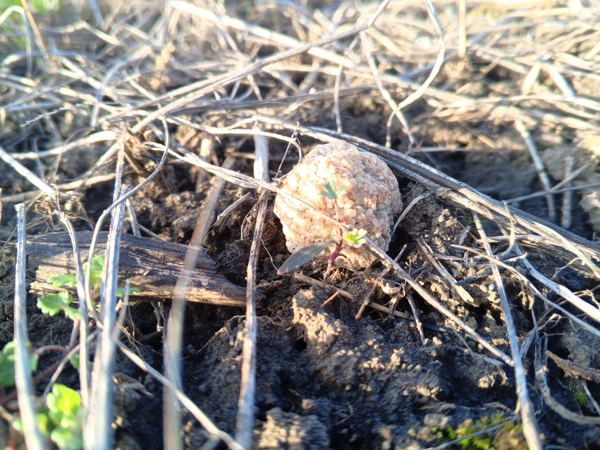 Первый степной сморчок сезонам 2026. Фото авторов