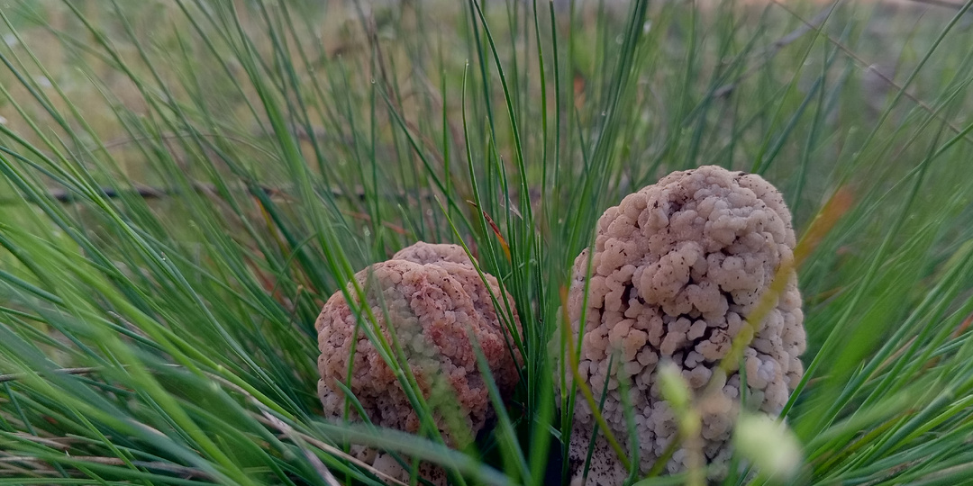 Ура! Первые степные сморчки найдены