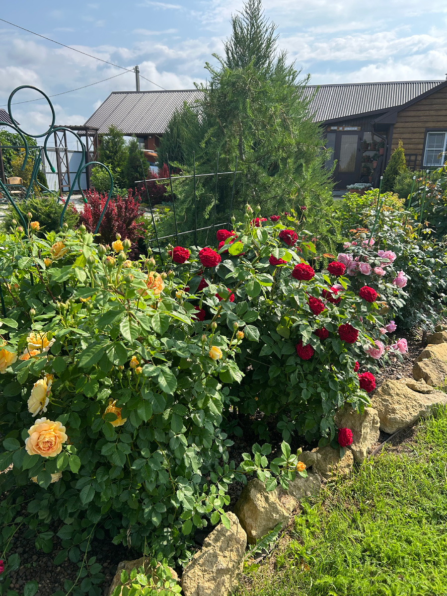 Как там перезимовали мои розочки? Фото Мой второй сад