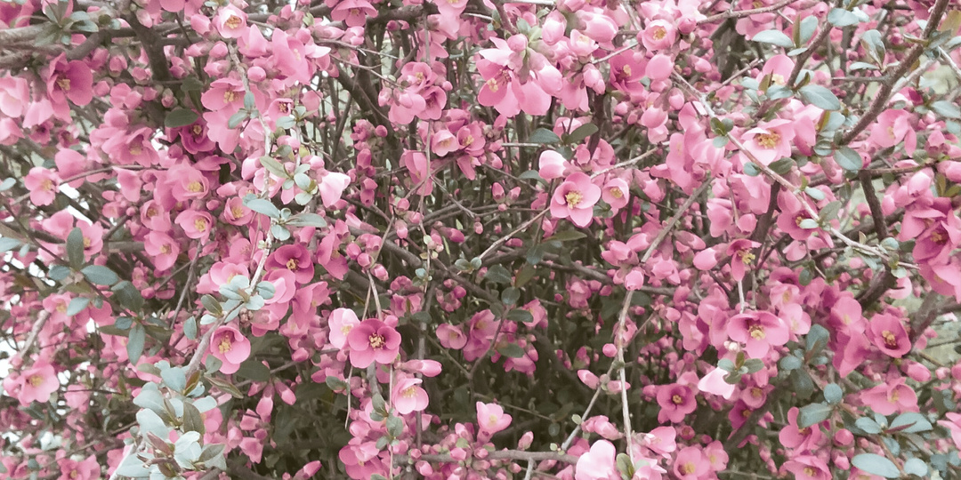 Если спасёшь кому-то жизнь...