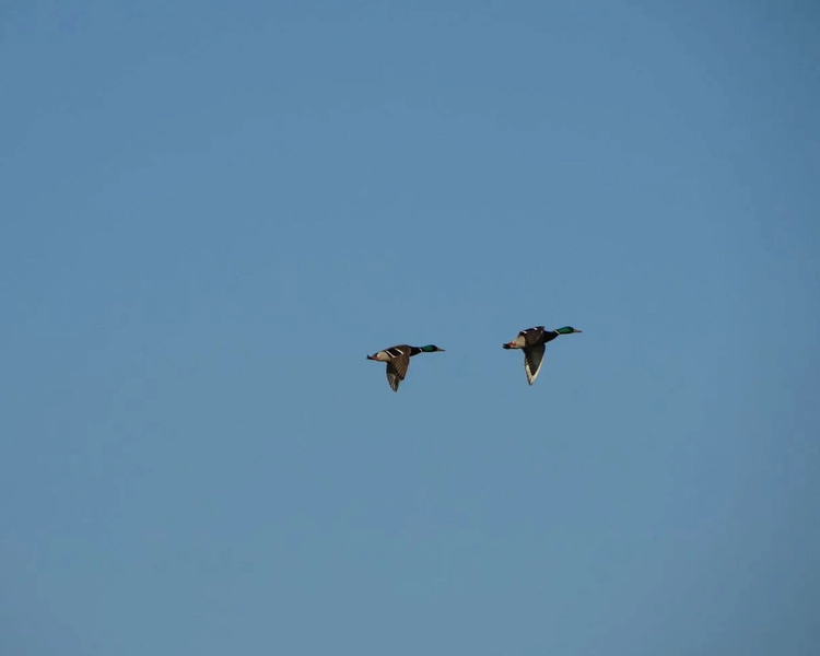     В Курской области из-за риска птичьего гриппа временно ограничили охоту