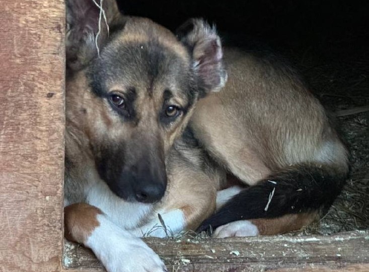 Лора ищет дом