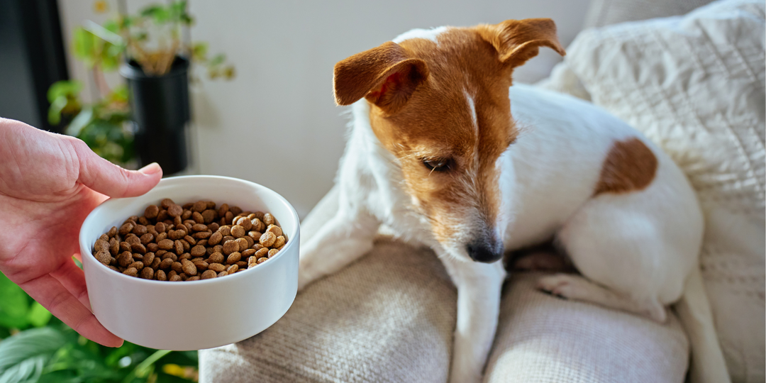 «Почему питомцы могут отказываться от еды и как это исправить?»