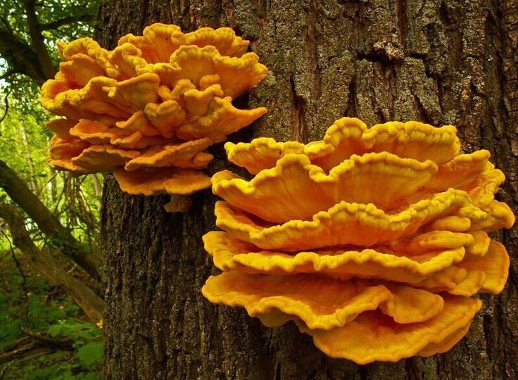 Трутовик серно-жёлтый: Красавец или Опасный Обманщик?