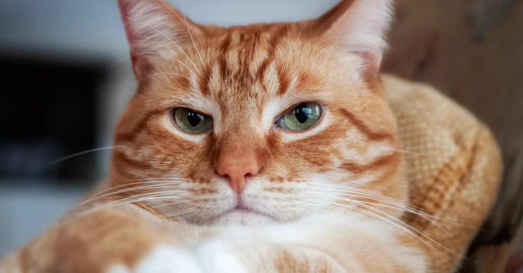 Семь вещей, которые ваша кошка говорит вам каждый день - и вы этого не замечаете