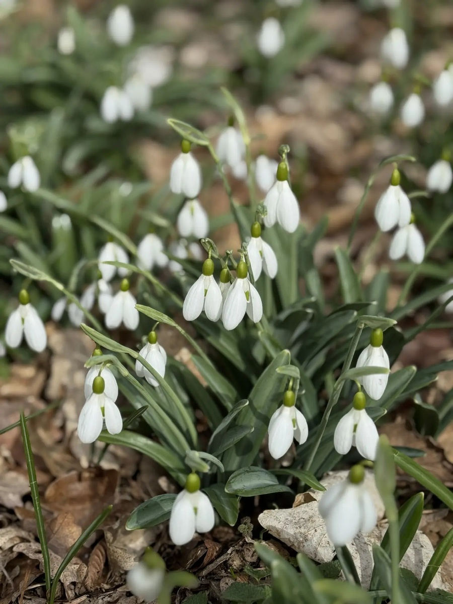 Подснежники