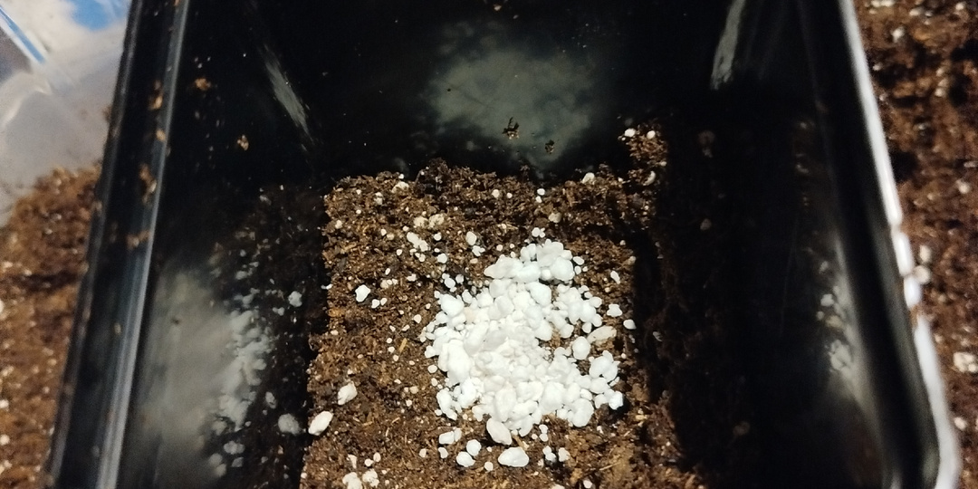 Рассаживаем черенки винограда.Как перезимовали саженцы в теплице.