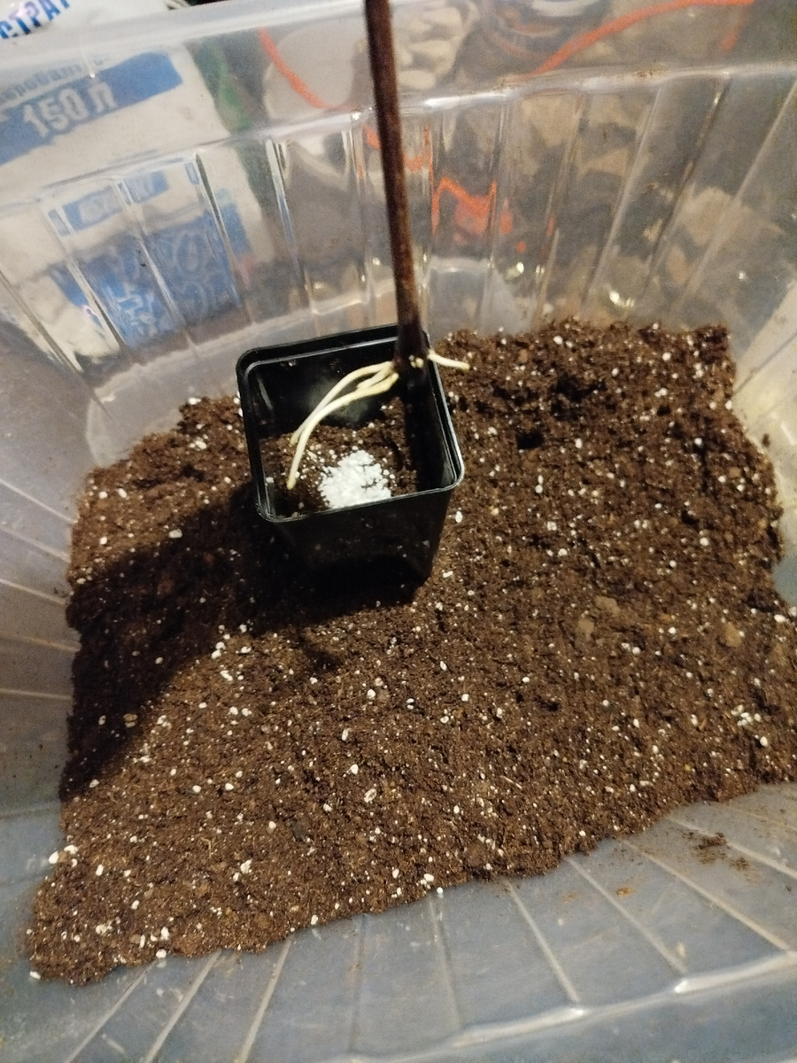 Черенок с корешками.