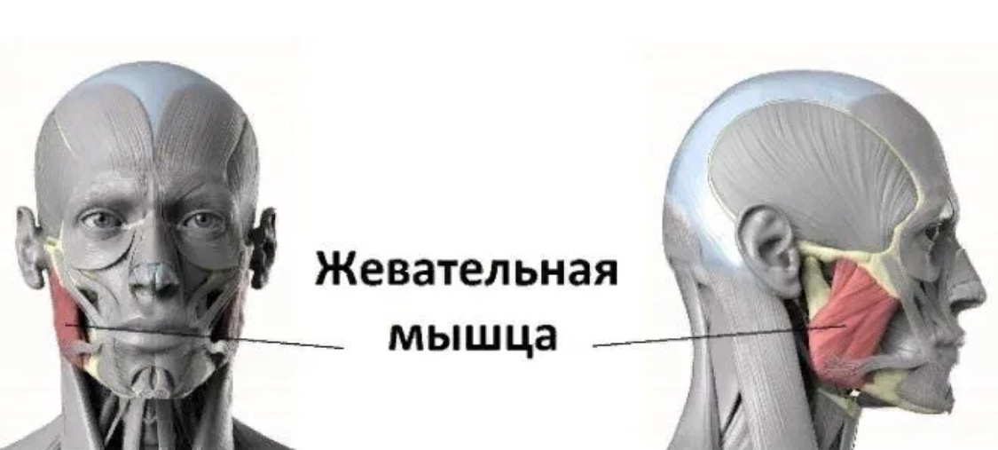 Жевательная мышца