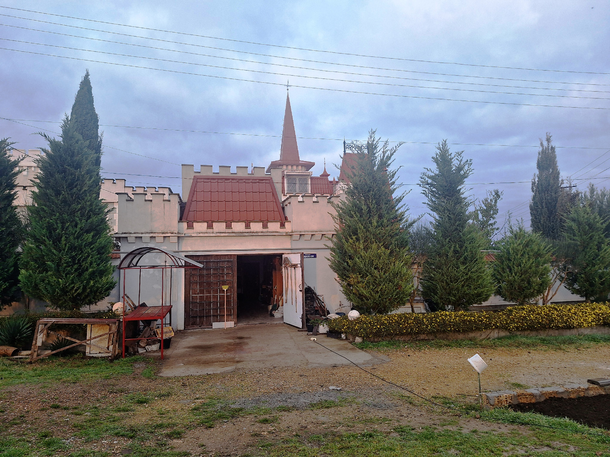 Кипарисовик Лейлланда. Слева сзади просматривается кипарис. Фото автора.