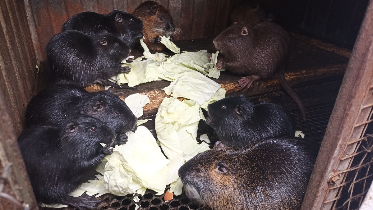 Нутрии (клеточное содержание)