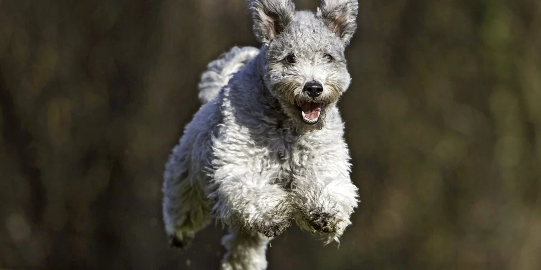 Семь необычных пород собак