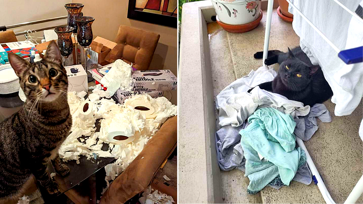 Сердитесь? А нам все равно! Ведь вы будете любить нас, как и любили