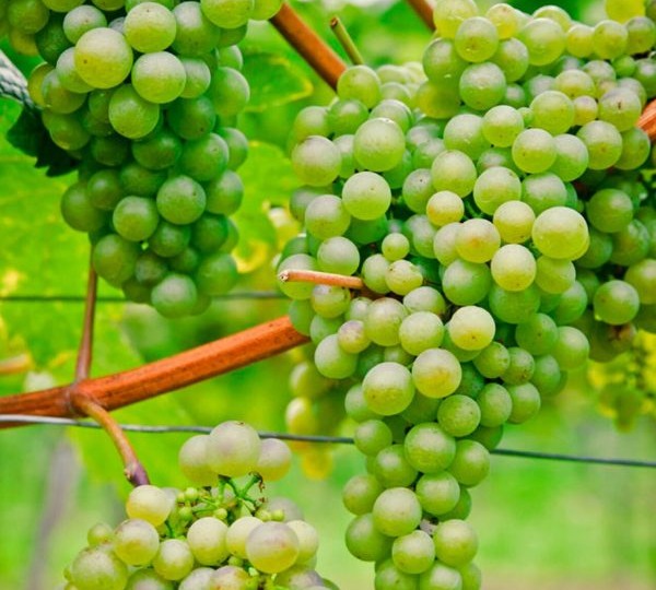 Виноград Сибирьковый: старинный донской сорт с рыхлыми гроздями