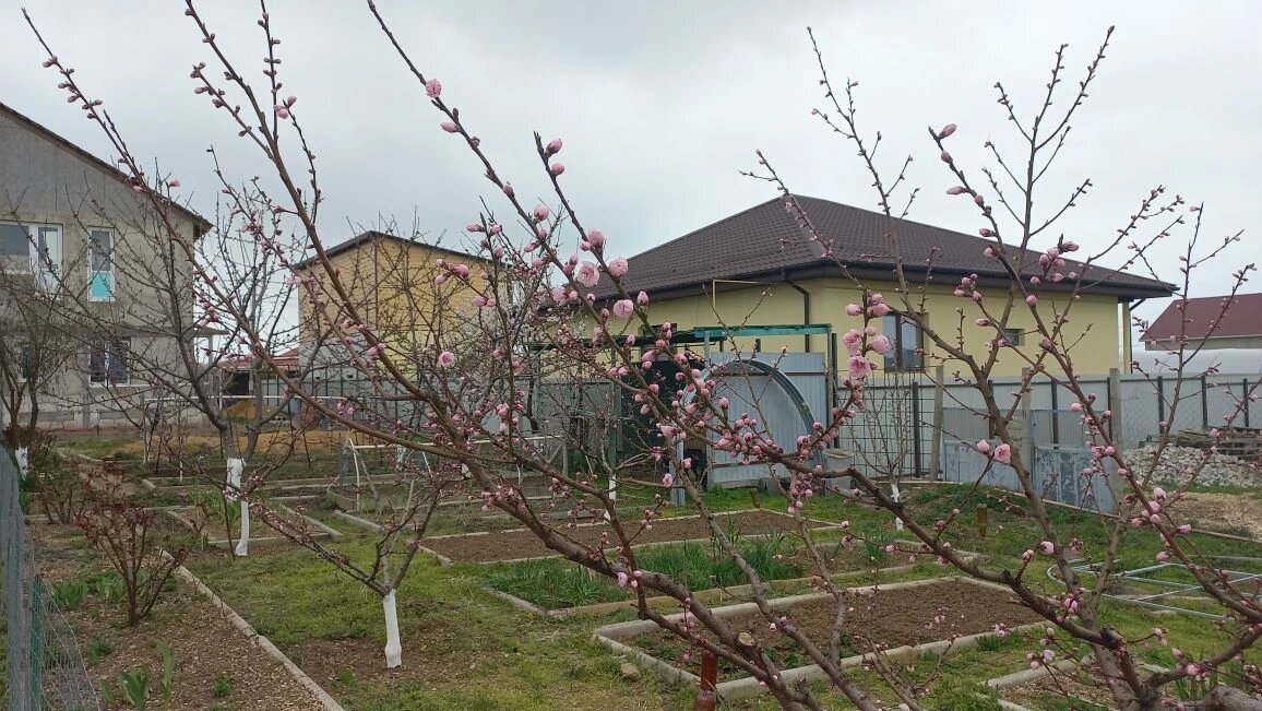 Персики зацветают.