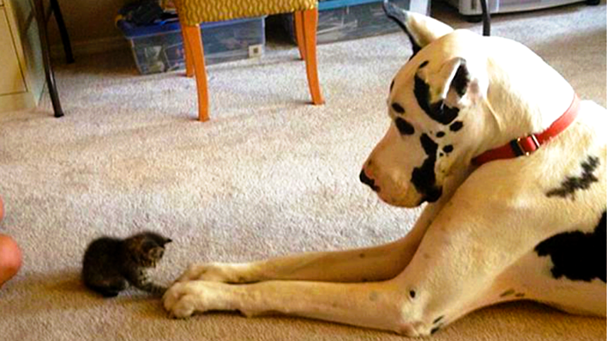 И неважно откуда в ваш дом пришёл питомец: из приюта или элитного питомника