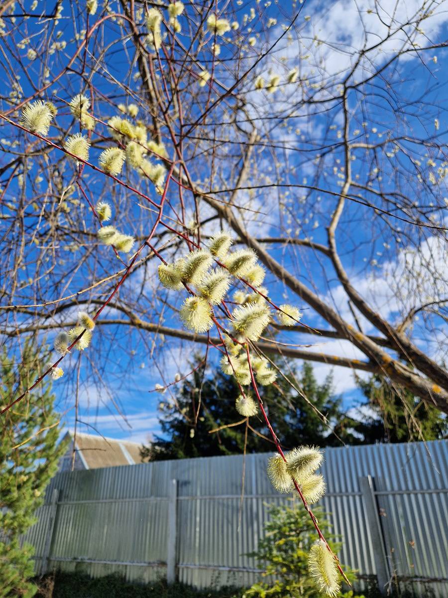 Верба зацвела