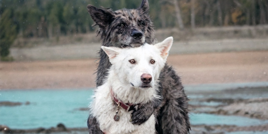 Не отрекаются любя