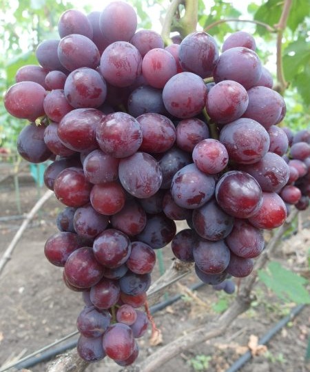 Виноград Раджа: темно-фиолетовые гиганты с хрустящей мякотью