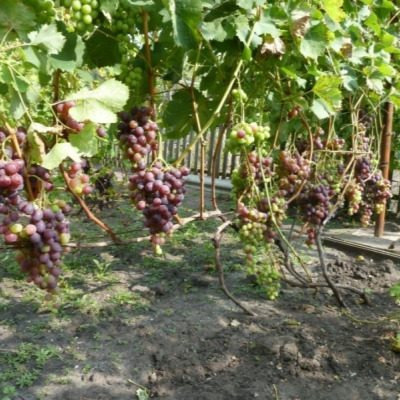 Виноград Астра: темно-красные ягоды с мускатным вкусом для вашего стола