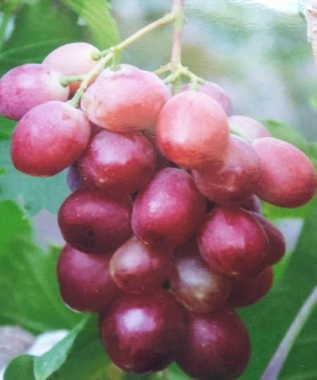 Виноград Лазурь: очень ранний сорт с крупными хрустящими ягодами