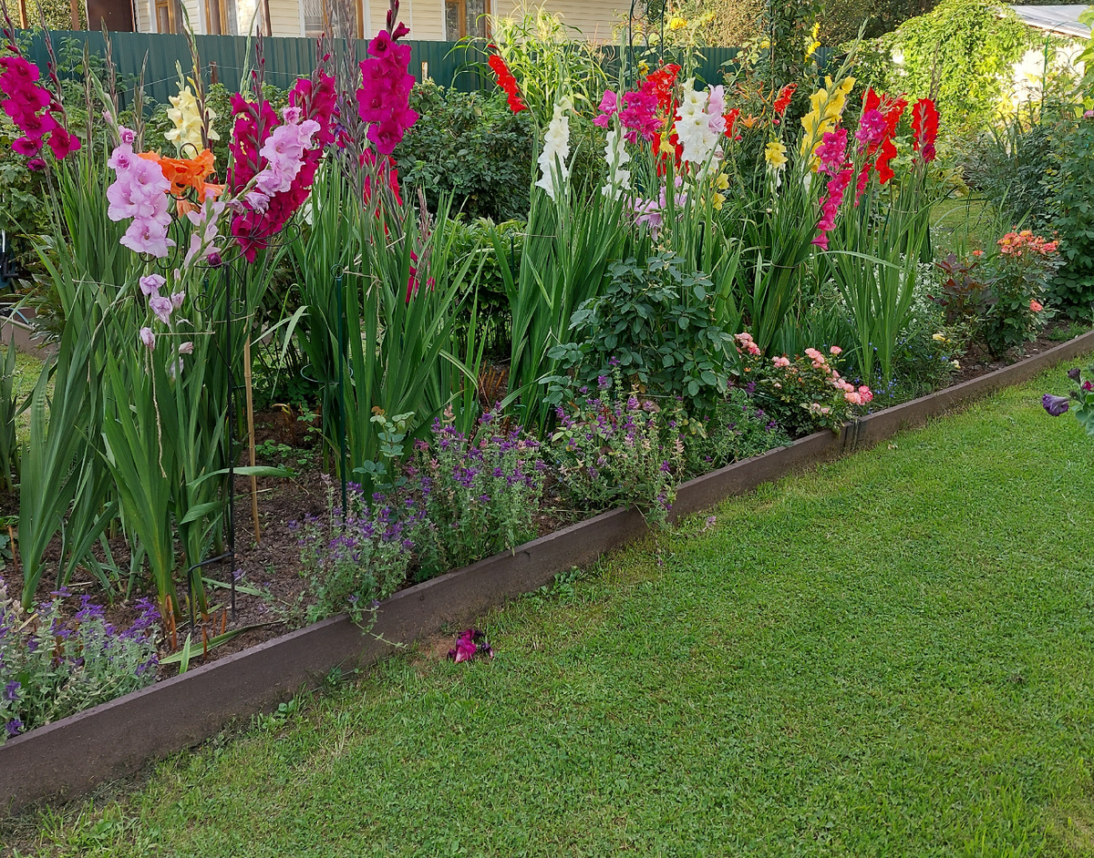 Теперь "торчат" гладиолусы.