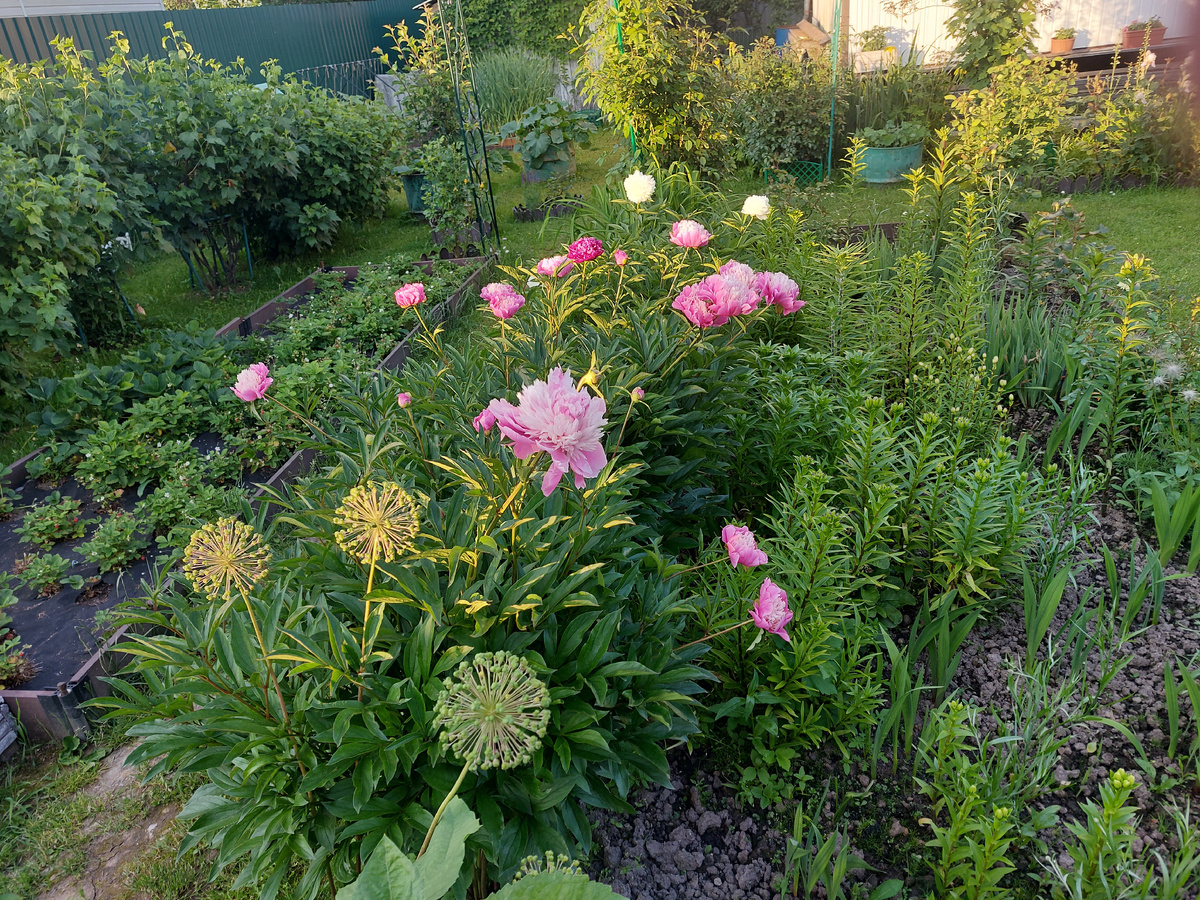 Клумба в июне - расцветают пионы