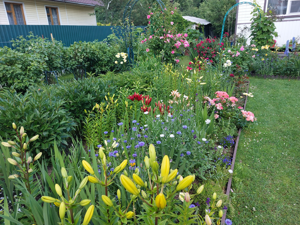 В июле начинают своё цветение лилии и васильки - мне нравится как они освежают клумбу.