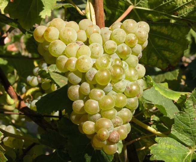 Виноград Буковинка: гармоничный вкус с мускатным оттенком и полевая устойчивость