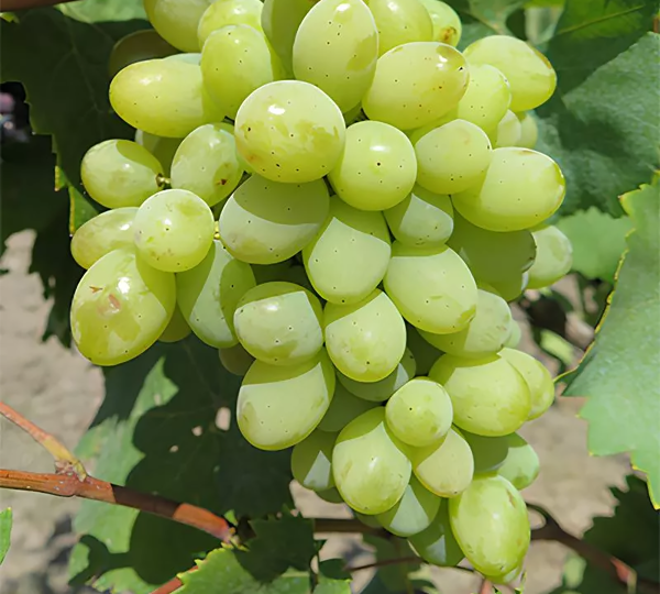 Виноград Ермак (селекции В. Крайнова): гармоничный мускат с янтарными ягодами