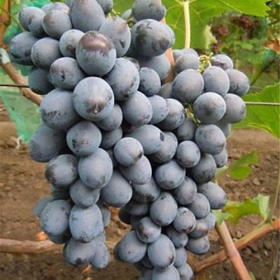 Виноград Валентин: крупные ягоды с хрустящей мякотью для раннего урожая