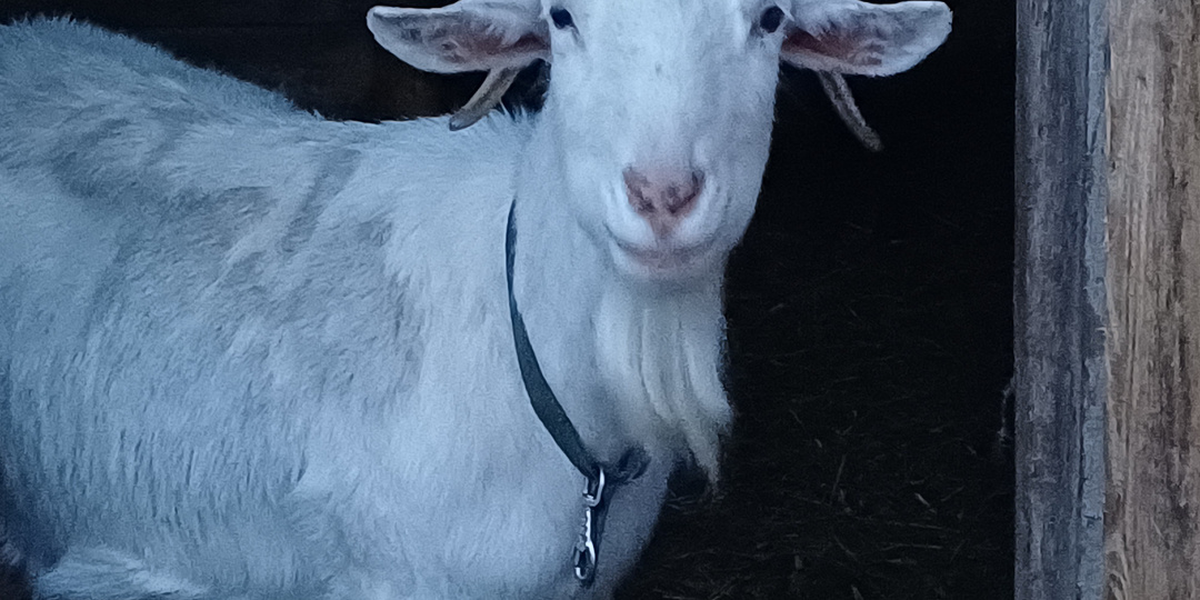 Факты про коз: от прямоугольных зрачков до „обморочных“ трюков