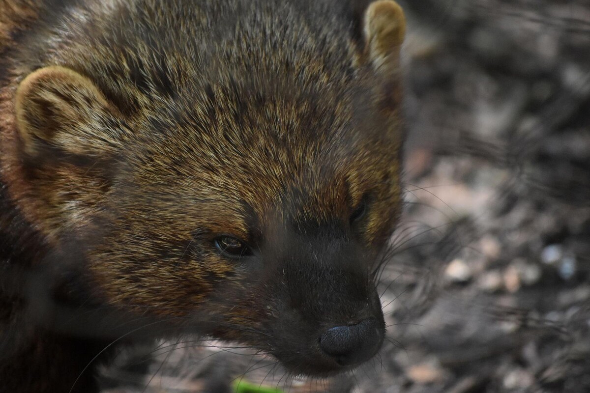  Росомаха. © DejaVu Designs, Freepik.com