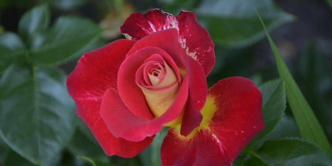 Роза Френдшип.