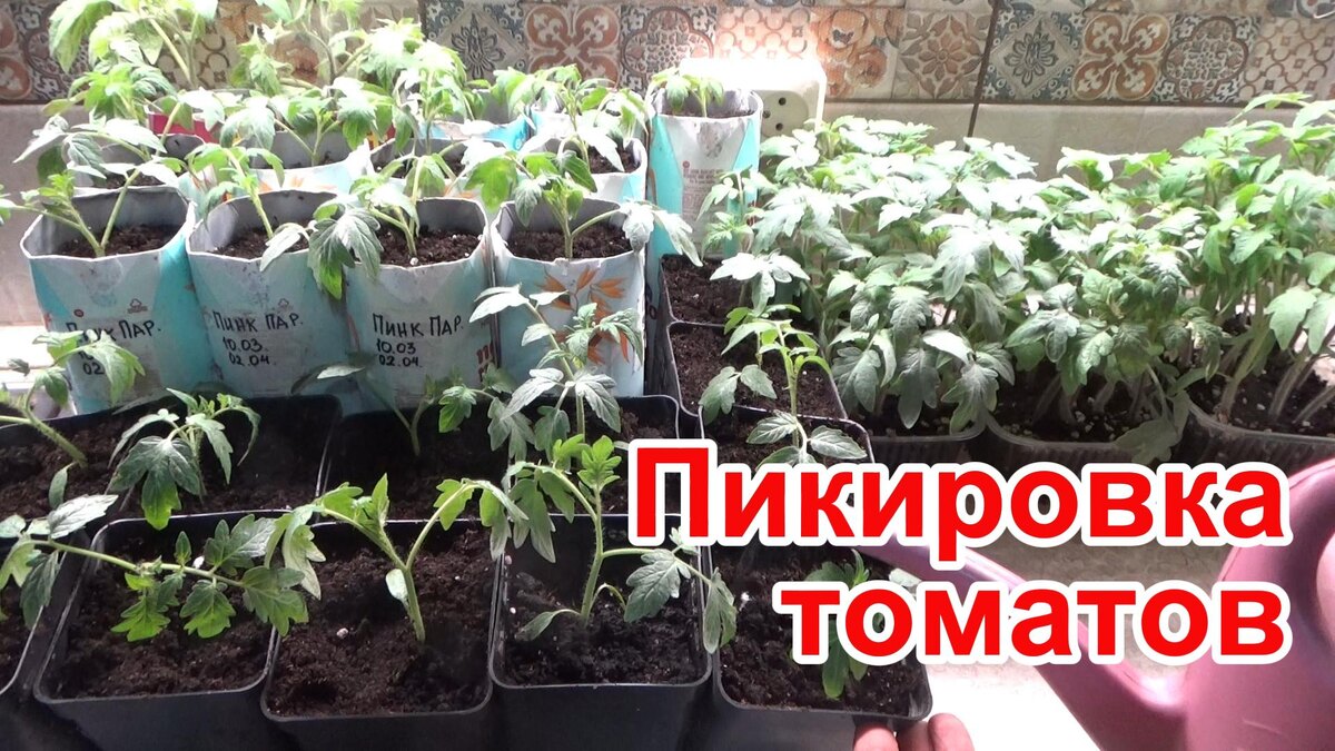 Пикировка рассады томатов.