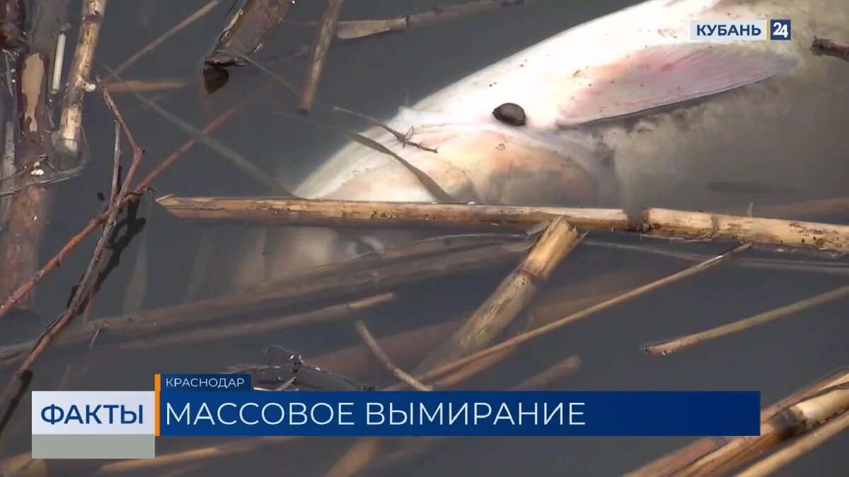    Скриншот видео телеканала «Кубань 24»