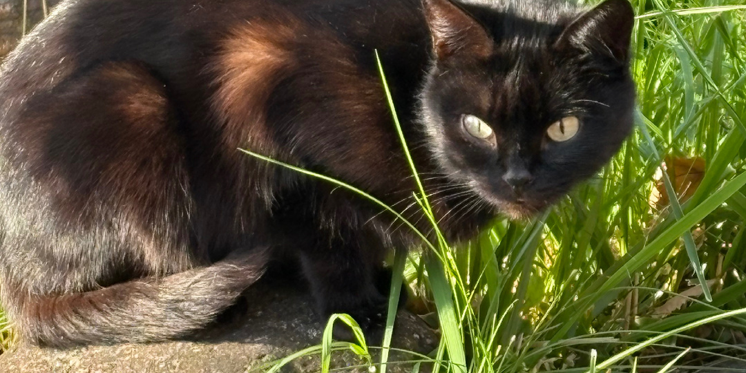 Наконец после зимы к нам пришла кошечка Ася