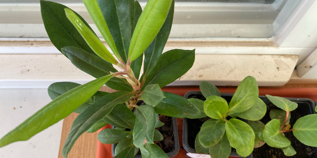 Дают ли баклажаны корни или как все испортить