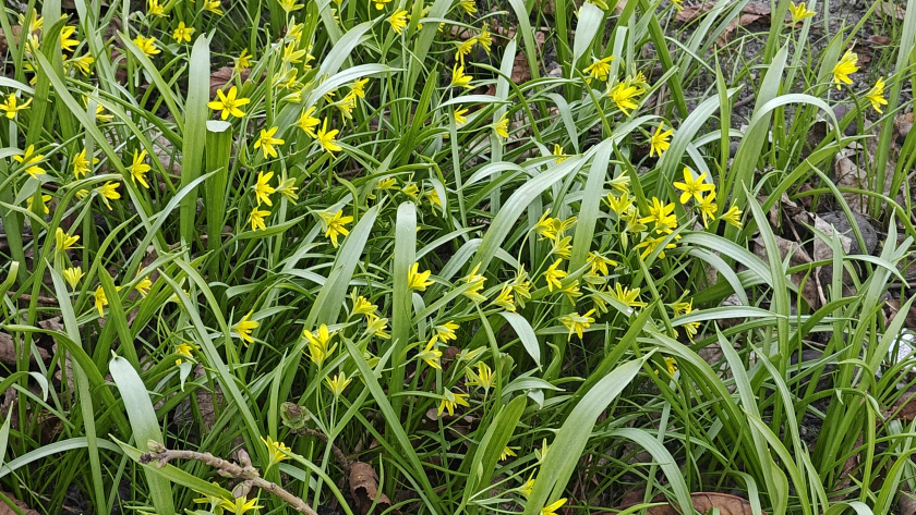    Первый городской канал Калининград