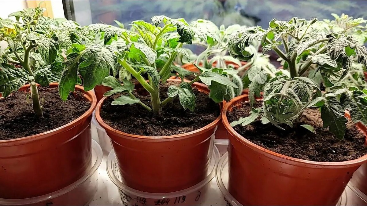 Крепкая рассада