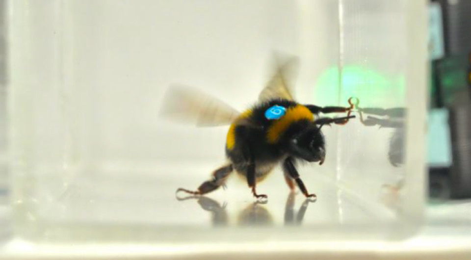   Bee Lab / Southern Medical University