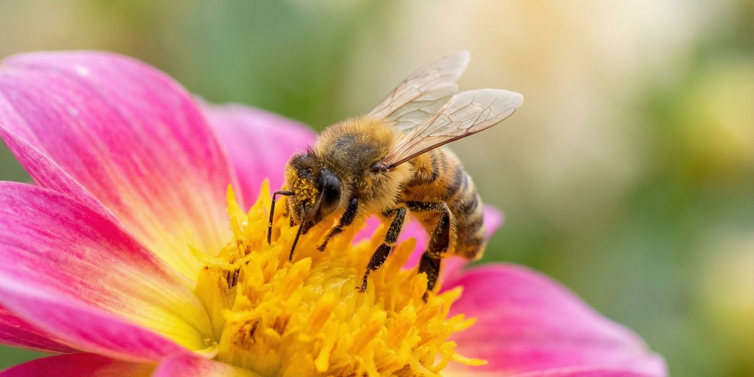 Как безопасно перевезти и быстро пересадить пчелопакет: инструкция, которая спасает и пчёл, и нервы