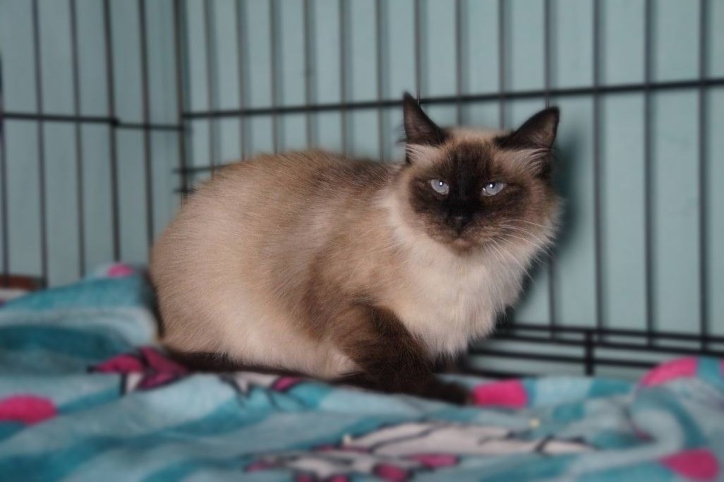 Наоми, носительница ВИК, ищет дом 8 967-139- 65-41, Мария