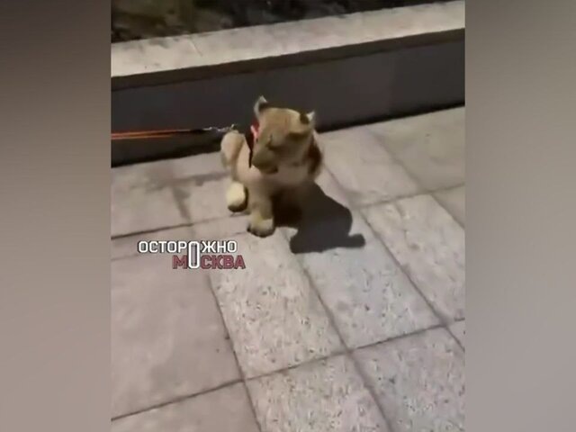    Фото: телеграм-канал "Осторожно, Москва"