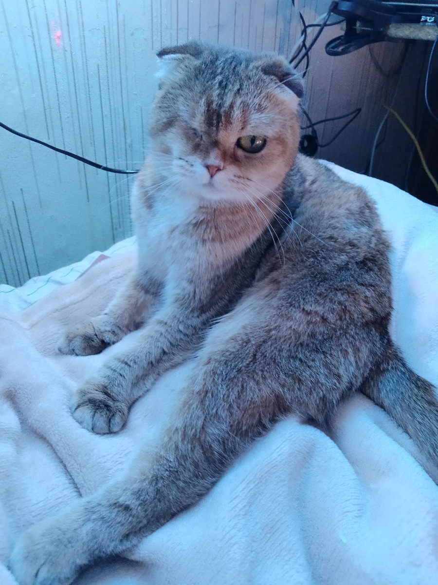 На рассвете увидела свою кошку. Хмурую, но живую. И без повреждений вроде