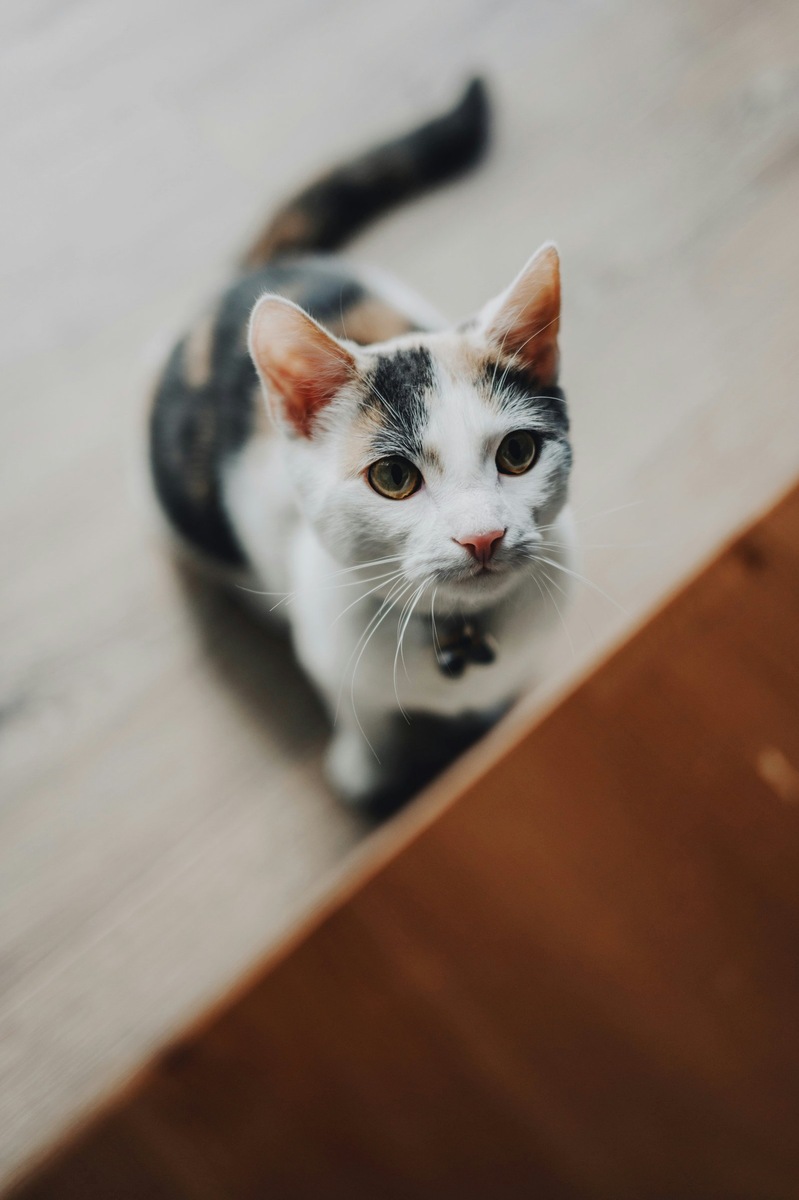    Чтобы вылечить алопецию у кошки, нужно установить причину облысения