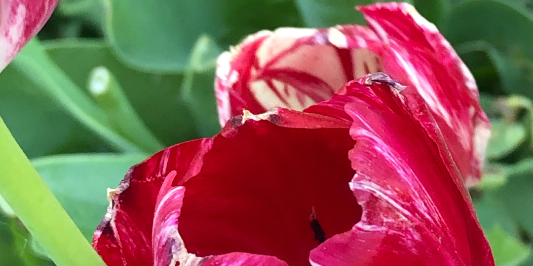 Отказ от лечения