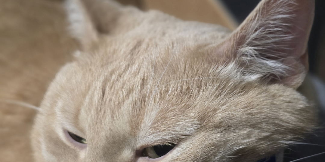 К нам тут товарищ заглянул. Нам с котом не понравилось. Мы с котом дружно решили, что он нам вообще больше не товарищ.