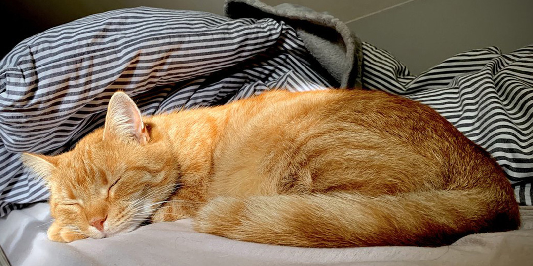 Лечат ли кошки на самом деле? Объяснение врачей и научные факты